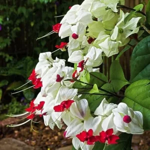 Bleeding Heart Vine Live Plant 5-8 Inch Tall - Glory Plant Perennial - Image 2
