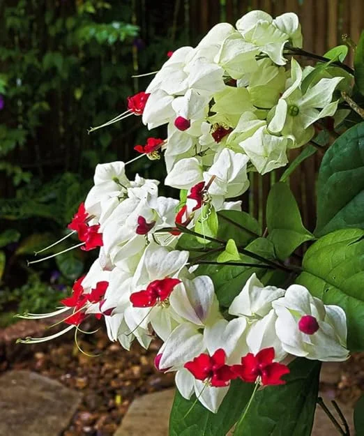 Bleeding Heart Vine Live Plant 5-8 Inch Tall - Glory Plant Perennial - Image 2