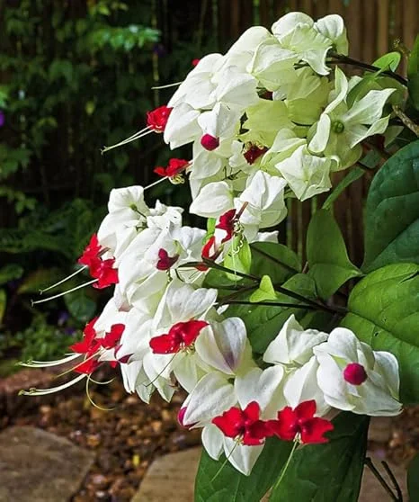 Bleeding Heart Vine Live Plant 5-8 Inch Tall - Glory Plant Perennial - Image 3