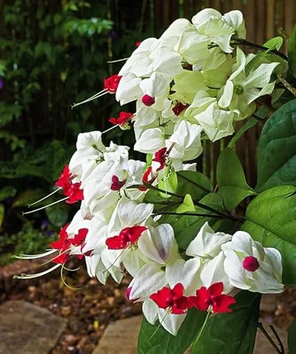 Bleeding Heart Vine Live Plant 5-8 Inch Tall - Glory Plant Perennial - Image 4