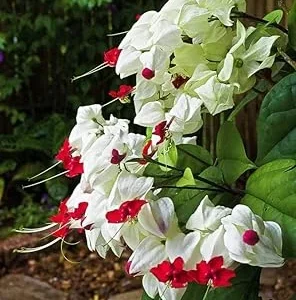 Bleeding Heart Vine Live Plant 5-8 Inch Tall - Glory Plant Perennial - Image 7