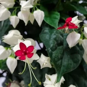 Bleeding Heart Vine Live Plant - Red & White Clerodendrum - Perennial - Image 4