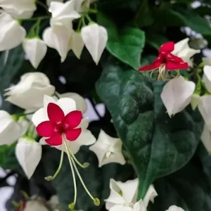 Bleeding Heart Vine Live Plant - Red & White Clerodendrum - Perennial - Image 6