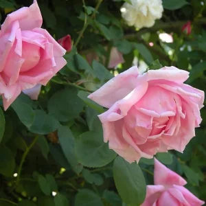 Blossomtime Climbing Rose Live Plant - Pink Flowering Bush 5-7