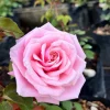 Blossomtime Climbing Rose Live Plant - Pink Flowering Bush 5-7" Tall - Image 1