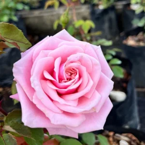 Blossomtime Climbing Rose Live Plant - Pink Flowering Bush 5-7