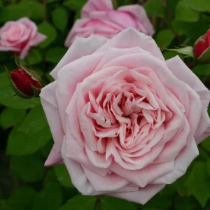 Blossomtime Climbing Rose Live Plant - Pink Flowering Bush 5-7