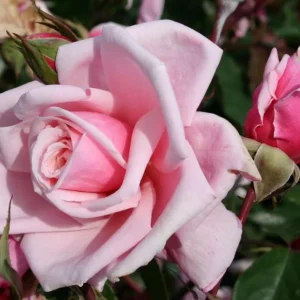 Blossomtime Climbing Rose Live Plant - Pink Flowering Bush 5-7