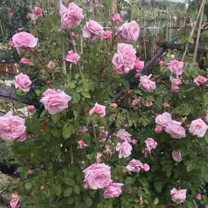 Blossomtime Climbing Rose Live Plant - Pink Fragrant Flowers, 5-7 Inch Tall Starter - Image 2