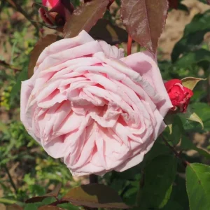 Blossomtime Climbing Rose Live Plant - Pink Fragrant Flowers, 5-7 Inch Tall Starter - Image 4