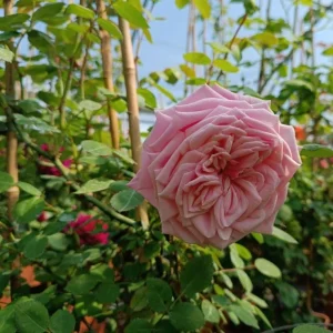 Blossomtime Climbing Rose Live Plant - Pink Fragrant Flowers, 5-7 Inch Tall Starter - Image 6