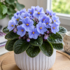 African Violet Live Plant - Light Blue, 4 Inch Pot, Flowering Houseplant