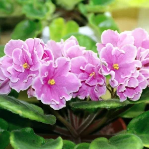 Blue African Violet Live Plant - Blooming Indoor Houseplant in 4” Pot - Image 1