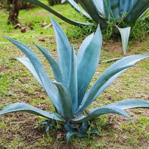 Blue Agave Live Plant – 1.5-2 Ft Tall Succulent – 3 Gallon Pot – Outdoor - Image 5