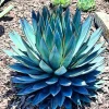 Blue Agave Live Plant 6-8 Inches in Pot – Drought Tolerant Succulent - Image 1