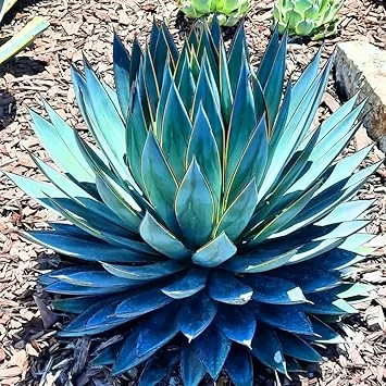 Blue Agave Live Plant 6-8 Inches in Pot – Drought Tolerant Succulent - Image 3