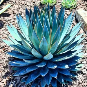 Blue Agave Live Plant 6-8 Inches in Pot – Drought Tolerant Succulent - Image 6