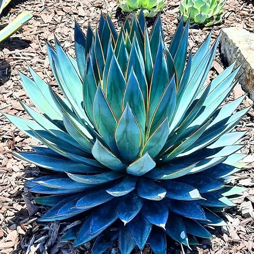 Blue Agave Live Plant 6-8 Inches in Pot – Drought Tolerant Succulent - Image 6