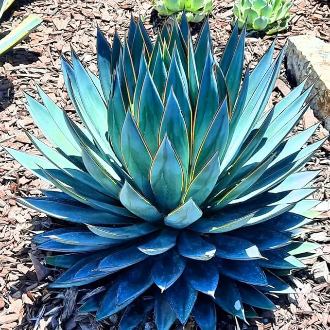 Blue Agave Live Plant 6-8 Inches in Pot – Drought Tolerant Succulent - Image 7
