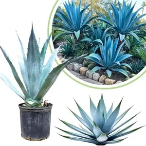 Blue Agave Live Plant, Hardy Succulent, 1 Gallon Pot, 1 Foot Tall, Outdoor - Image 4