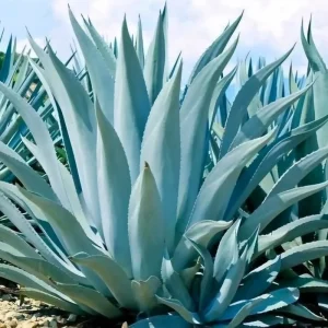 Blue Agave Live Plant - Hardy Succulent, 1.5-2 Ft Tall in 3 Gallon Pot - Image 5