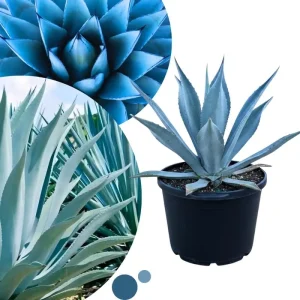 Blue Agave Live Plant - Hardy Succulent, 1.5-2 Ft Tall in 3 Gallon Pot - Image 1