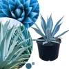 Blue Agave Live Plant – Hardy Succulent – 1.5-2 ft Tall – 3 Gallon Nursery Pot – Outdoor - Image 1