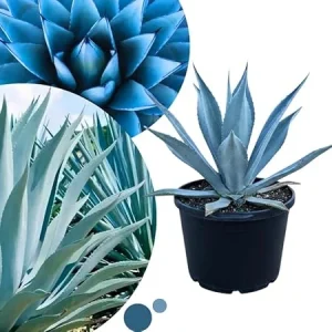 Blue Agave Live Plant – Hardy Succulent – 1.5-2 ft Tall – 3 Gallon Nursery Pot – Outdoor - Image 1
