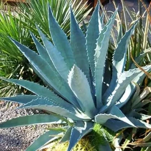 Blue Agave Live Plant – Hardy Succulent – 6-8 Inch Tall – Outdoor Landscape - Image 6