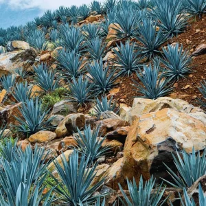 Blue Agave Plant Live Succulent - 1.5-2 Feet Tall, 3 Gallon Pot - Image 3