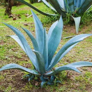Blue Agave Plant Live Succulent - 1.5-2 Feet Tall, 3 Gallon Pot - Image 1