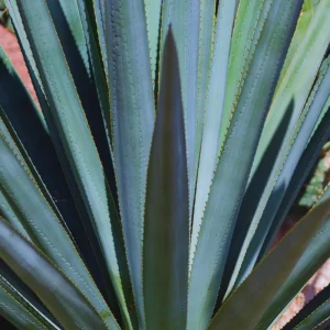 Blue Agave Plant Live Succulent - 1.5-2 Feet Tall, 3 Gallon Pot - Image 5