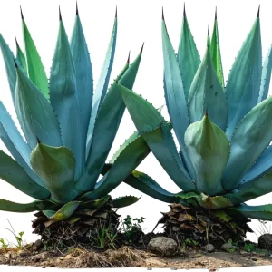 Blue Agave Plant Live Succulent - 1.5-2 Feet Tall, 3 Gallon Pot - Image 6
