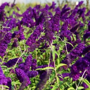 Blue Buddleia Butterfly Bush Live Plant - 4