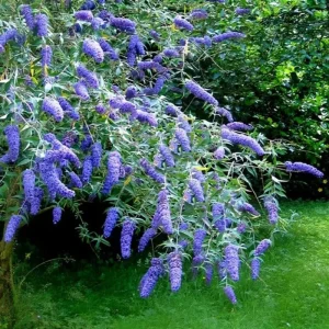 Blue Buddleia Butterfly Bush Live Plant - 4