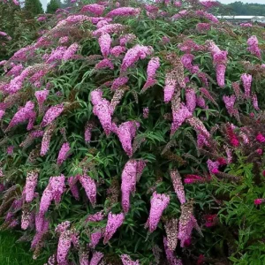 Blue Buddleia Butterfly Bush Live Plant - 4