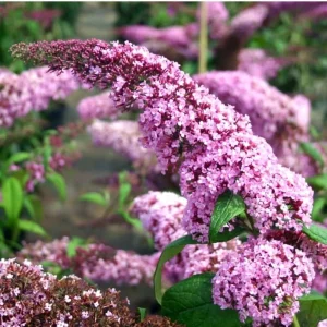 Blue Buddleia Butterfly Bush Live Plant - 4