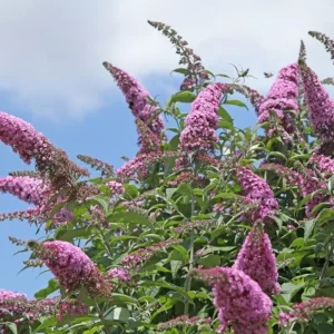 Blue Buddleia Butterfly Bush Live Plant - 4
