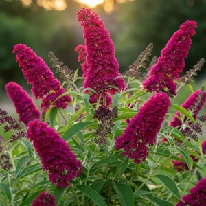 Blue Buddleia Butterfly Bush Live Plant - 4