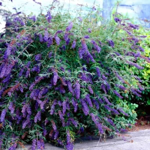 Blue Buddleia Butterfly Bush Live Plant - 4
