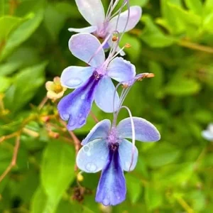 Blue Butterfly Clerodendrum Live Plant, Trailing Vine, 4-8 Inch Tall, Outdoor - Image 2
