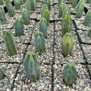 Blue Candle Cactus Live Plant - Myrtillocactus geometrizans - 4 inch pot - Image 3