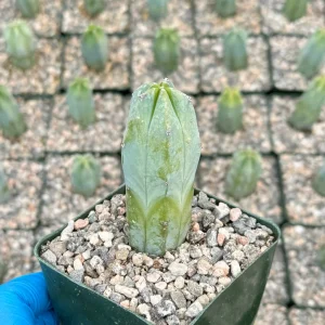 Blue Candle Cactus Live Plant - Myrtillocactus geometrizans - 4 inch pot - Image 1