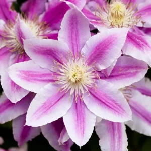 Blue Clematis Double Flower Vine Live Plant, 4-6 Inch Tall, 2.5 Inch Pot, Outdoor Perennial - Image 2