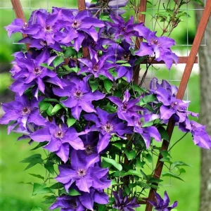 Blue Clematis Double Flower Vine Live Plant, 4-6 Inch Tall, 2.5 Inch Pot, Outdoor Perennial - Image 5