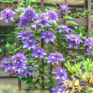 Blue Clematis Double Flower Vine Live Plant, 4-6 Inch Tall, 2.5 Inch Pot, Outdoor Perennial - Image 7