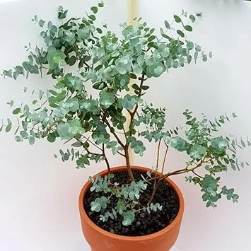 Blue Eucalyptus Live Plant - 2.5 Inch Pot, 4-8 Inch Tall, Indoor/Outdoor - Image 5