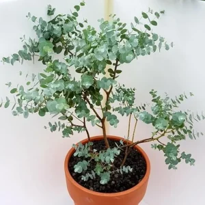Blue Eucalyptus Live Plant - 2.5 Inch Pot, 4-8 Inch Tall, Indoor/Outdoor - Image 7