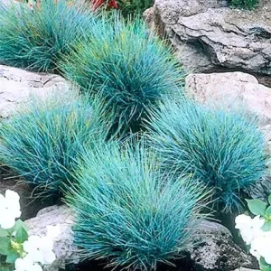 Blue Fescue Grass Live Ornamental Plant – Perennial Garden 5-10 Inch Tall - Image 5