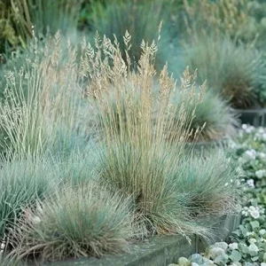 Blue Fescue Grass Live Plant - 2 Pots, 4-7 Inches, Hardy Ornamental Outdoor - Image 3
